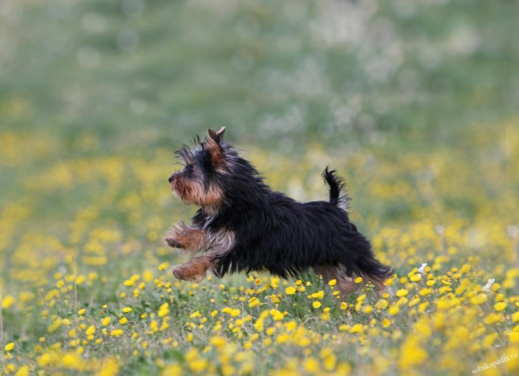 Йоркширский терьер