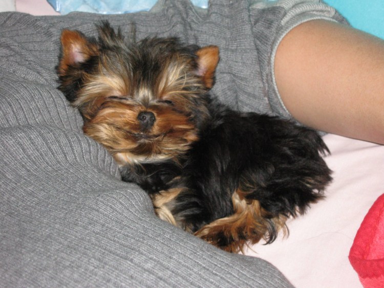 Уотерсайдский терьер