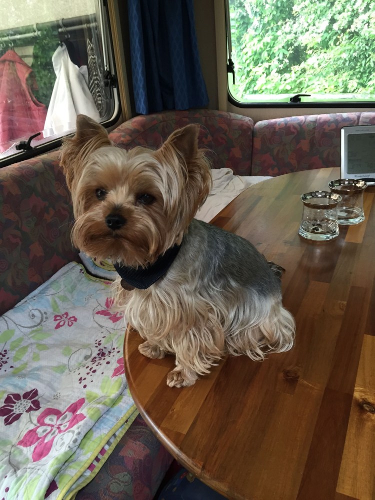 Йоркширский терьер вельш