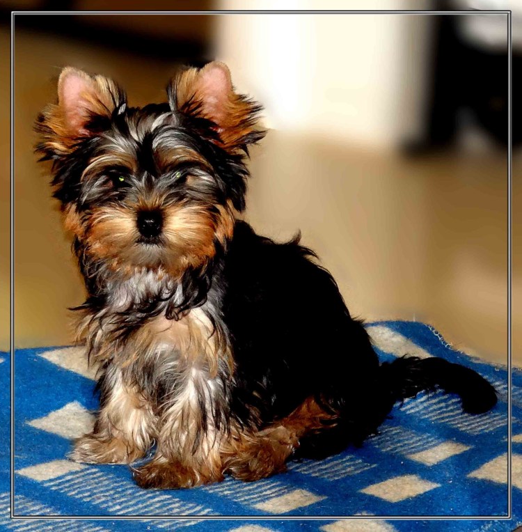 Померанский Йорик