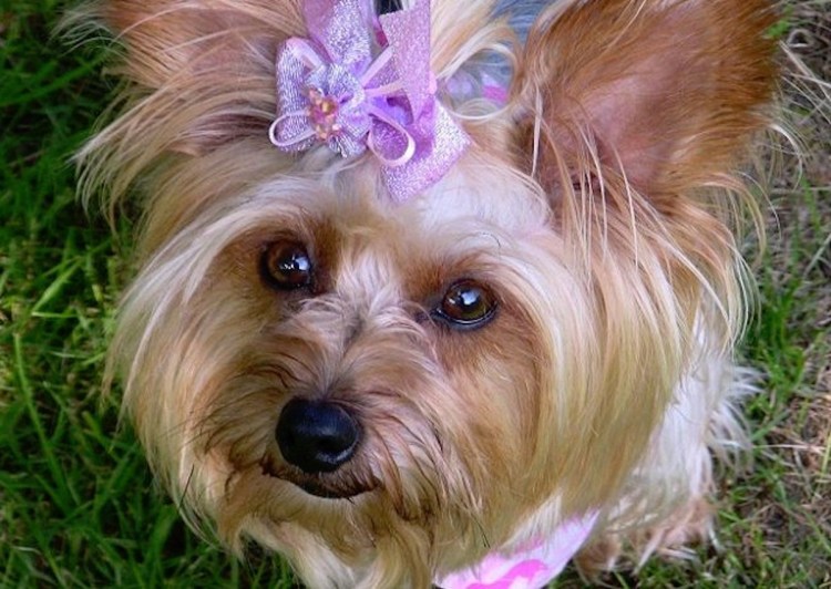 Йоркширский терьер вельш