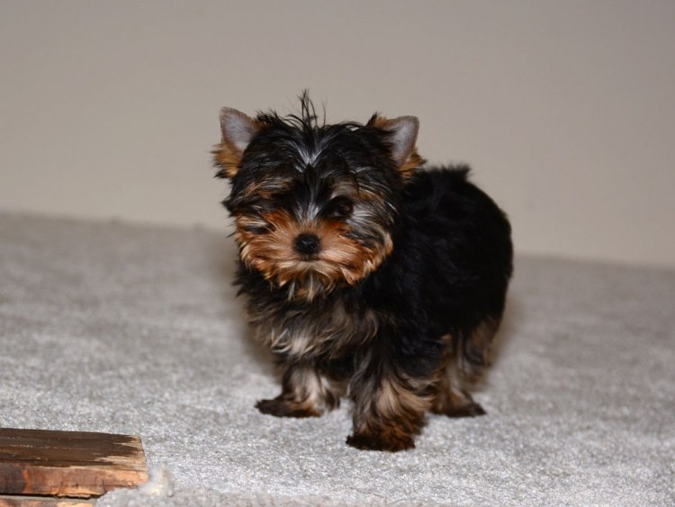 Толстый Йоркширский терьер