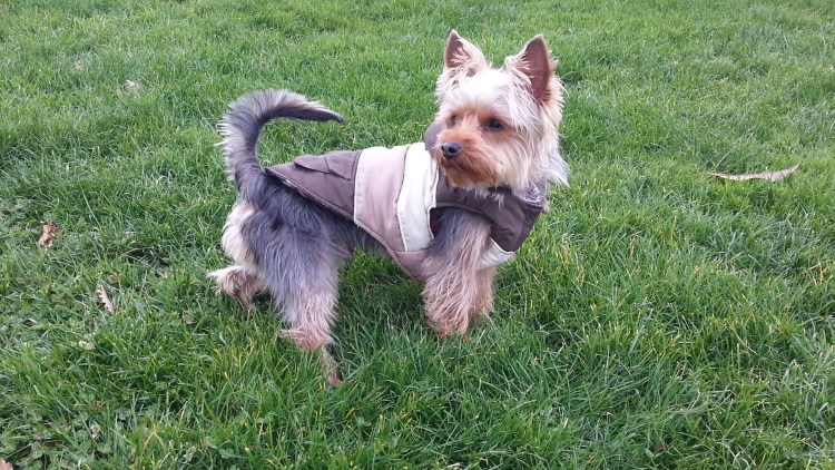 Золотой Йоркширский терьер