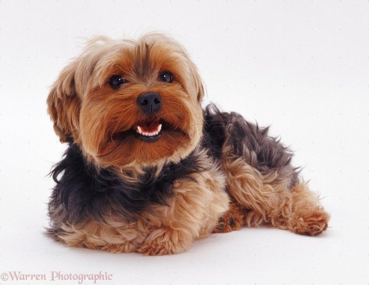 Терьер Йоркширский Малошерстный