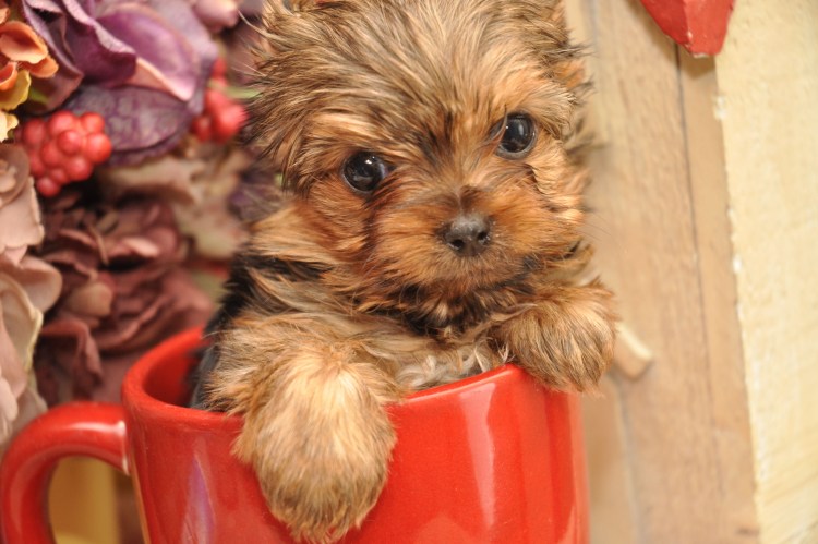 Чистопородный Йоркширский терьер