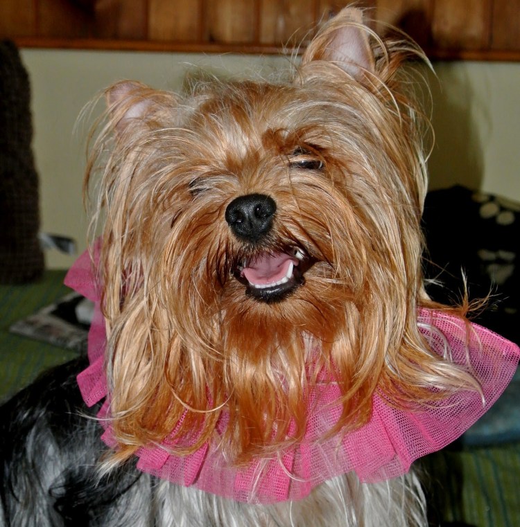 Йоркширский терьер переросток