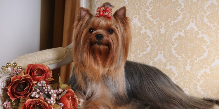 Йорк терьер мини стандарт