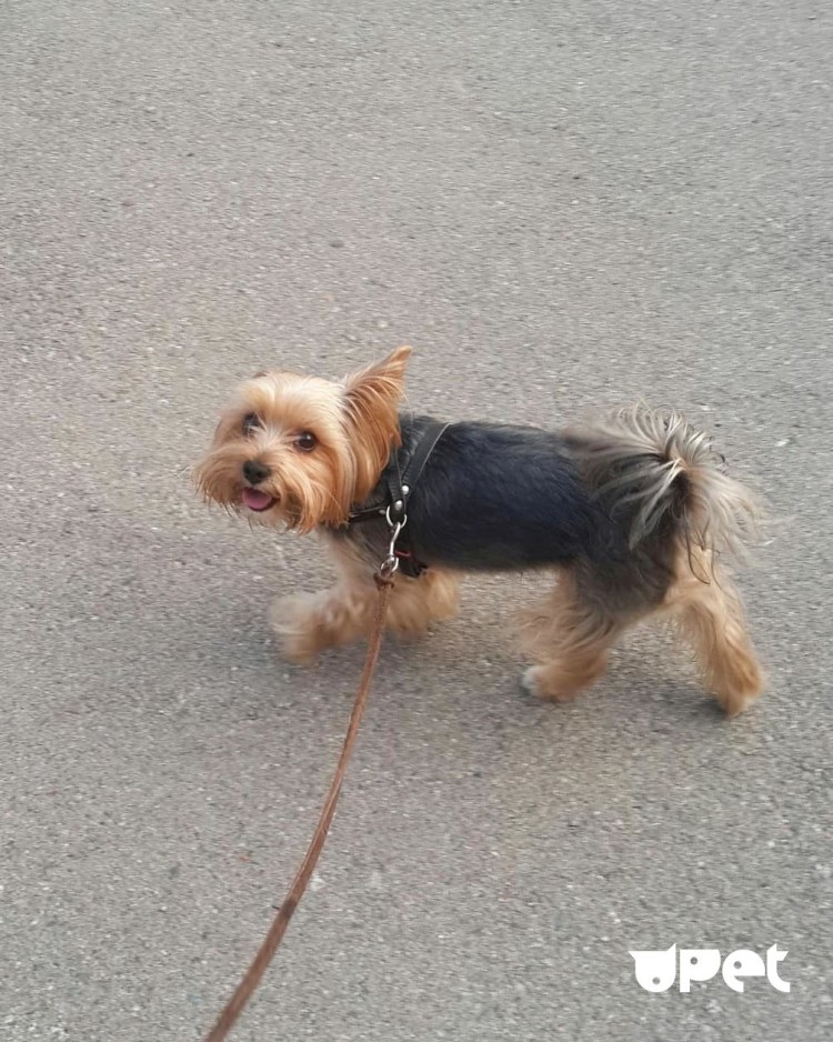 Лысый Йоркширский терьер