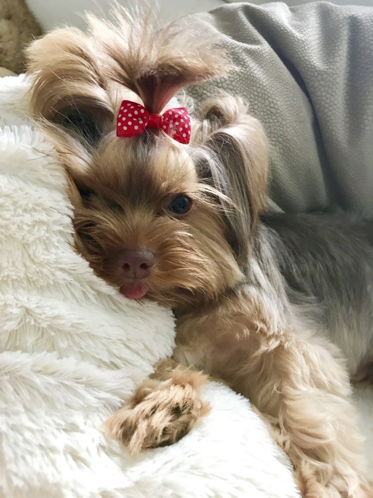 Той терьер Йоркширский терьер