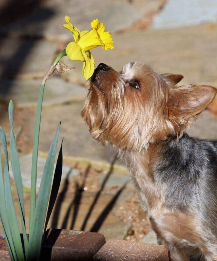 Йорк Джек Йоркширский терьер