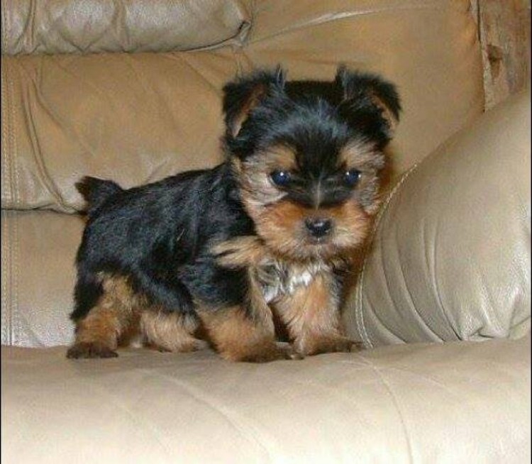 Шоколадный Йоркширский терьер