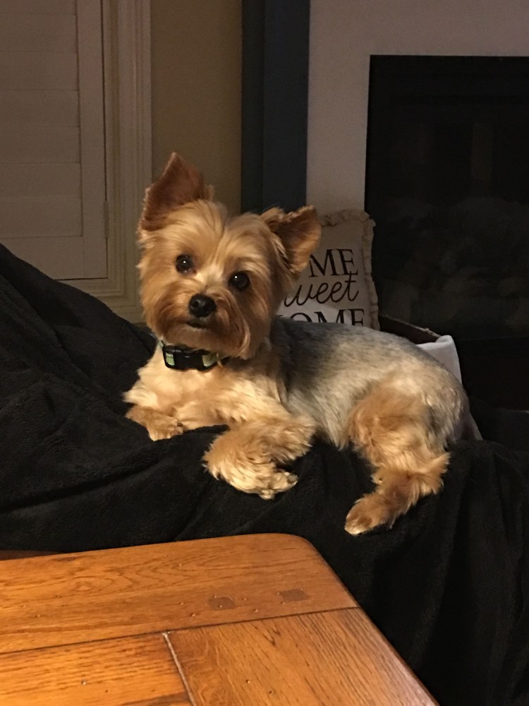 Йоркширский терьер