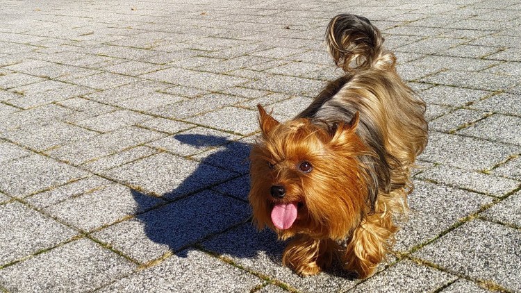 Кусачий терьер Йоркширский