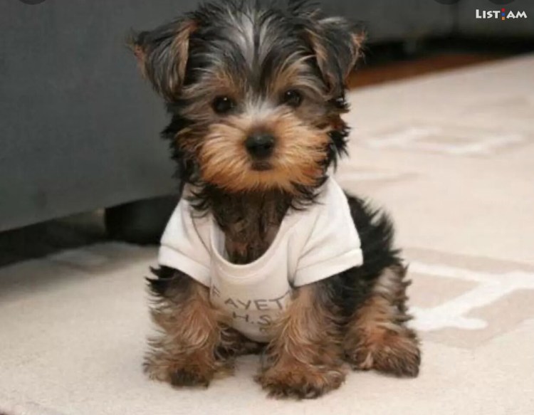 Йоркширский терьер байкер