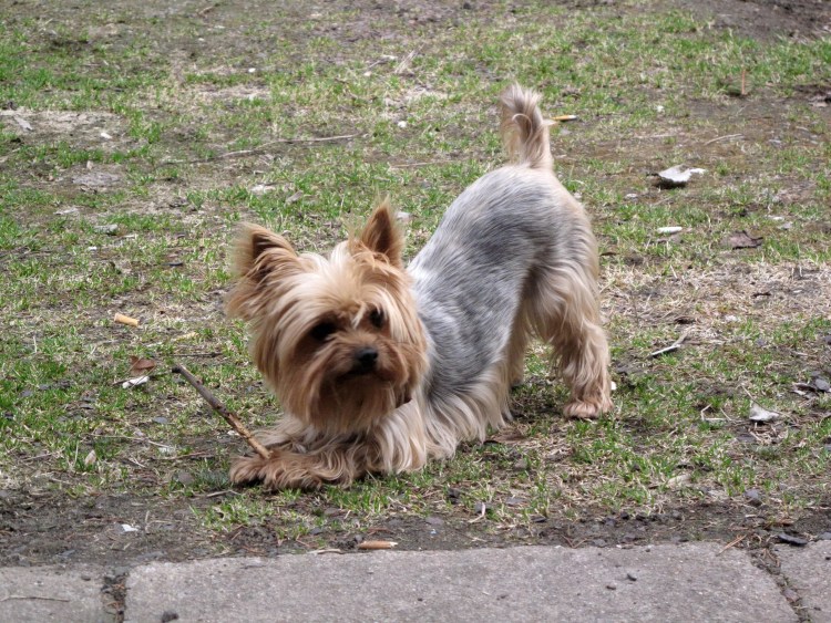 Древние Йоркширские терьеры