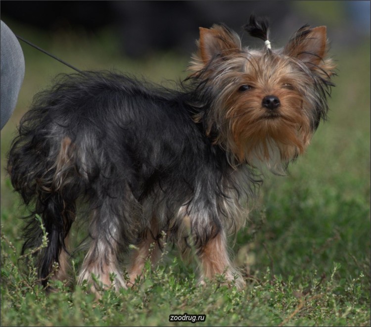 Арчи Йоркширский терьер