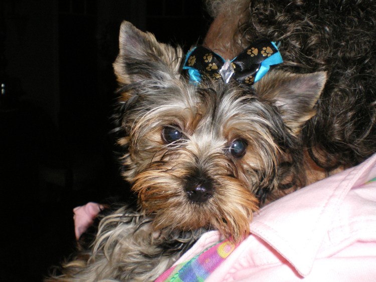 Старенький Йоркширский терьер