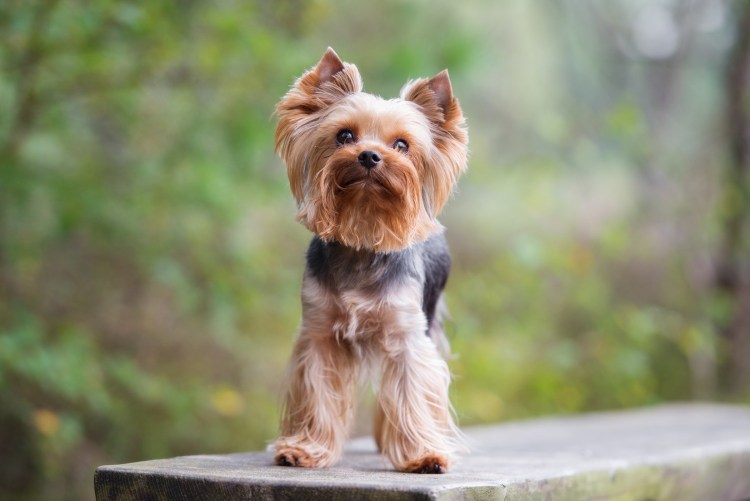 Чихуахуа шпиц Йоркширский терьер