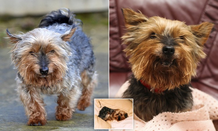 Йоркширского терьера Toto