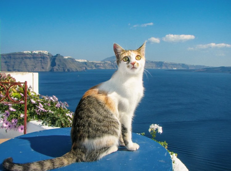 Эгейская порода