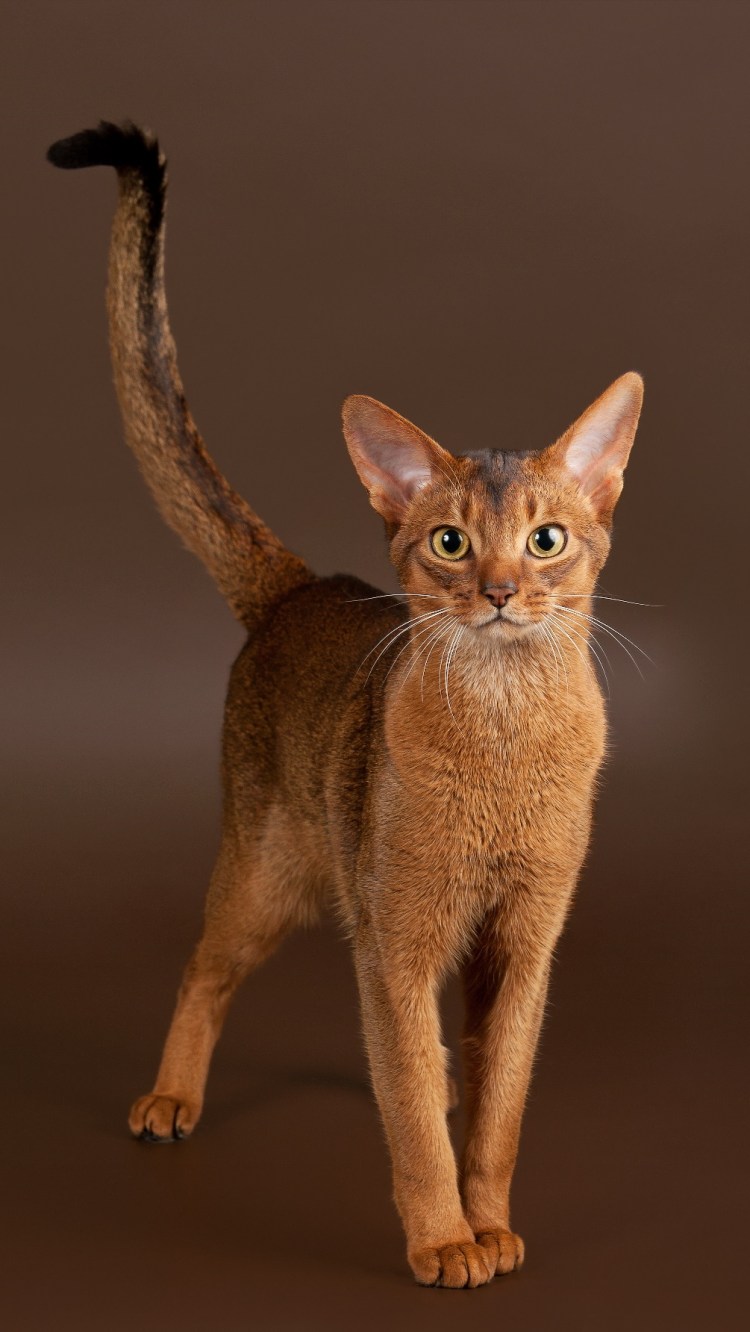 Аббасидская порода кошек