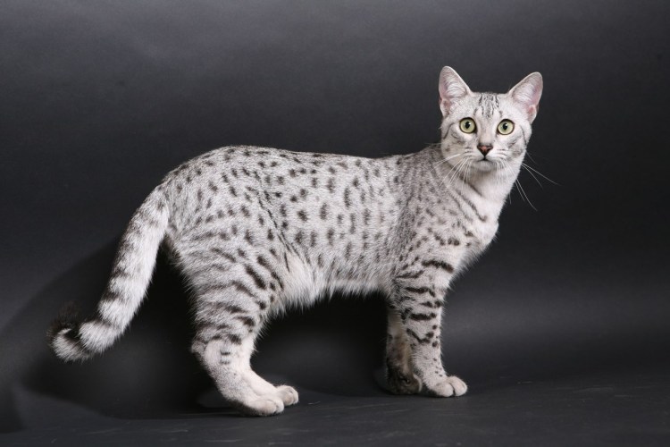 Египетская МАУ кошка