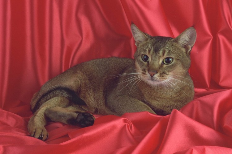 Порода абиссинец