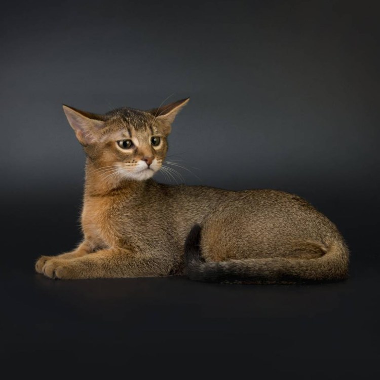 Порода кошек чаузи