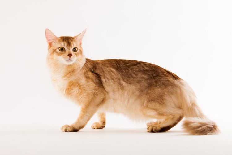 Сомалийская кошка окрас фавн