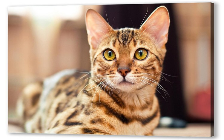 Бенгальский кот