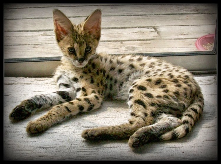 Абиссинская Саванна кошка
