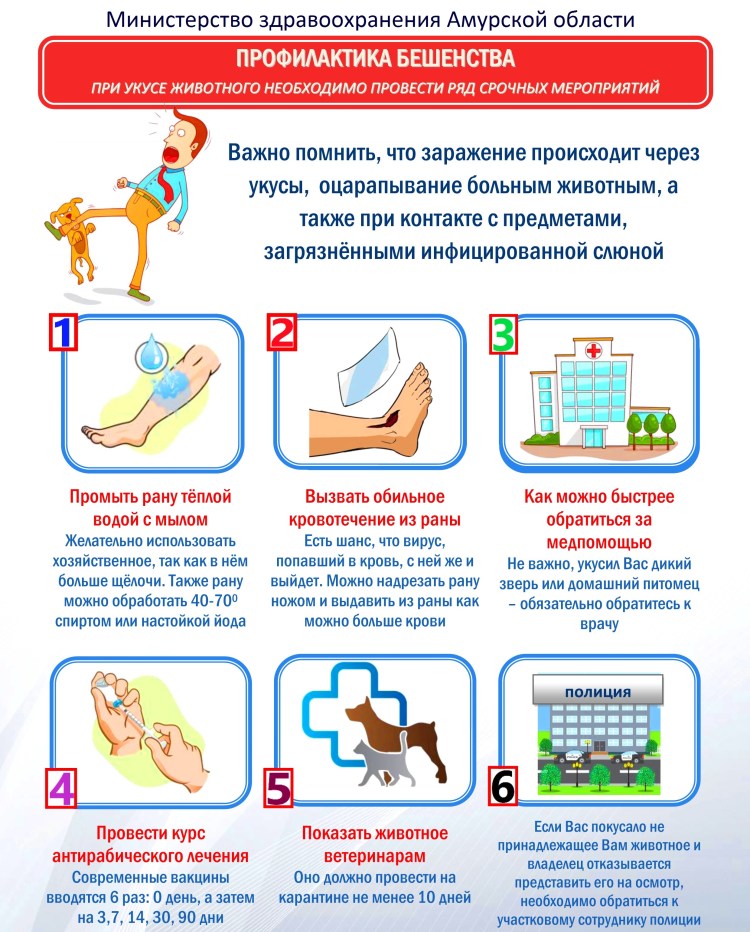 Бешенство памятка