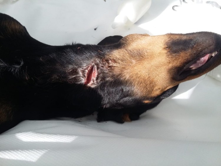 Бешеные собаки нападают на людей