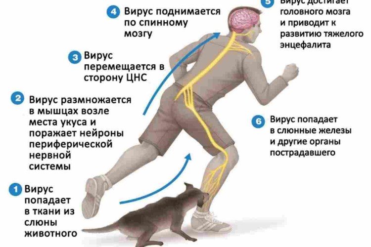 Памятка укусы собаки бешенство