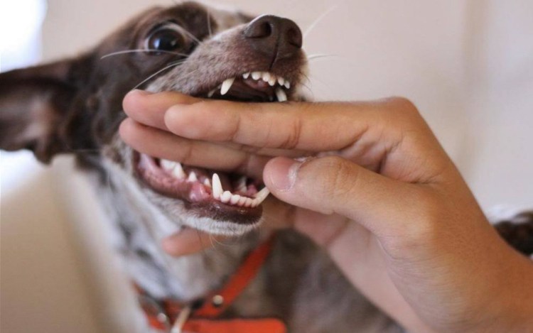 Собаку покусала другая собака