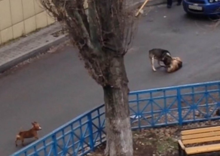 Памятка при нападении собаки