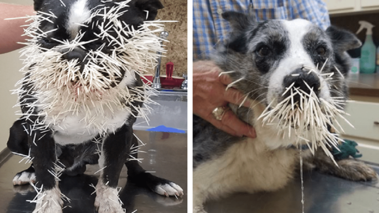 Собака кусает человека референс