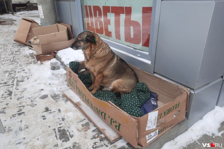 Всемирный день бешенства