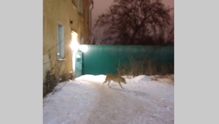 Немецкая овчарка спасает