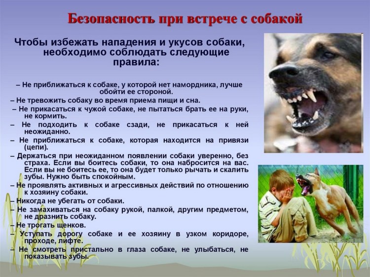 Первая помощь при укусе бешеного животного