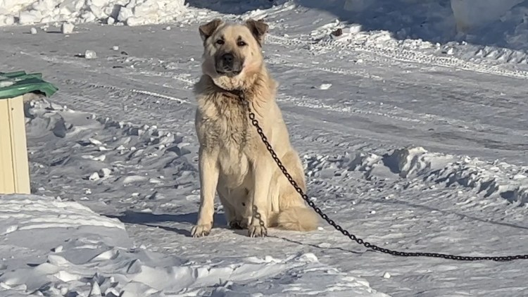 Периоды болезни бешенства у животных
