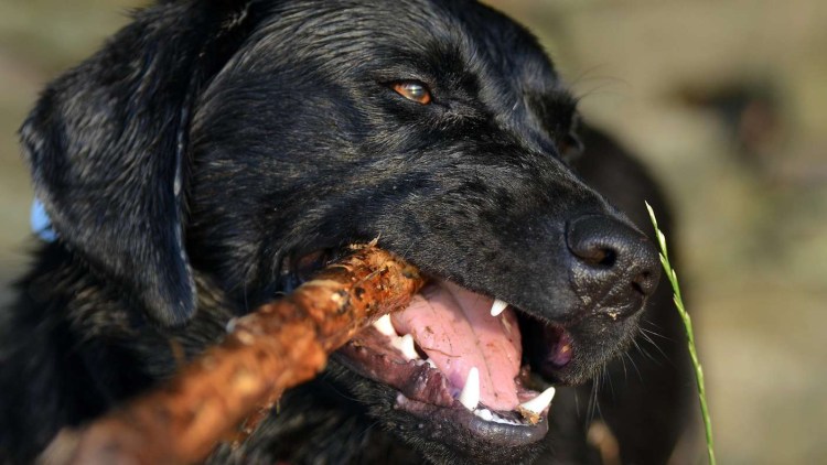 Много кхлещи на собаке