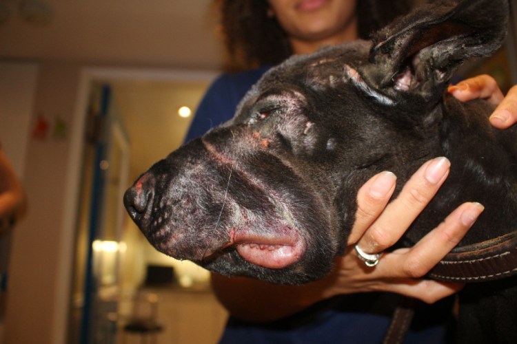 Профилактика бешенства у людей