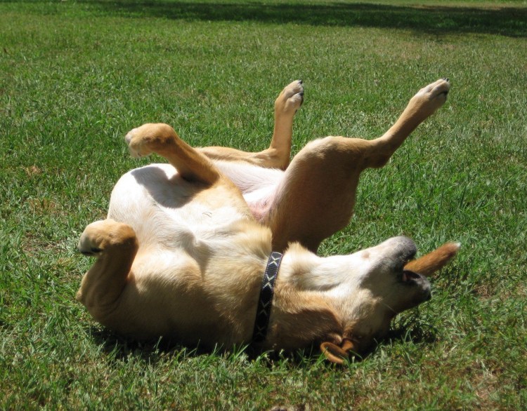 Эпилепсия у собак симптомы