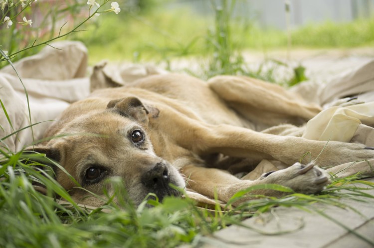 Гибрид кошки и собаки