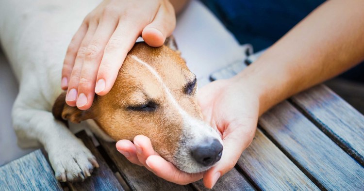 Питбуль и хаски