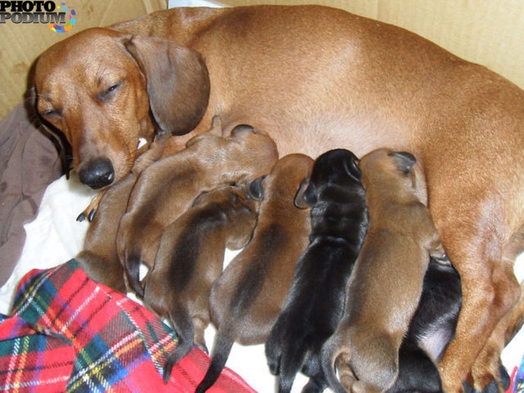 Воспаление сустава у собаки