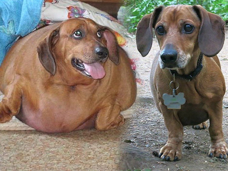 Американский стаффордширский терьер беременный