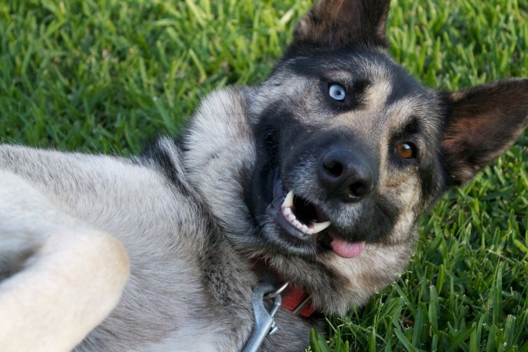 Собака без документов