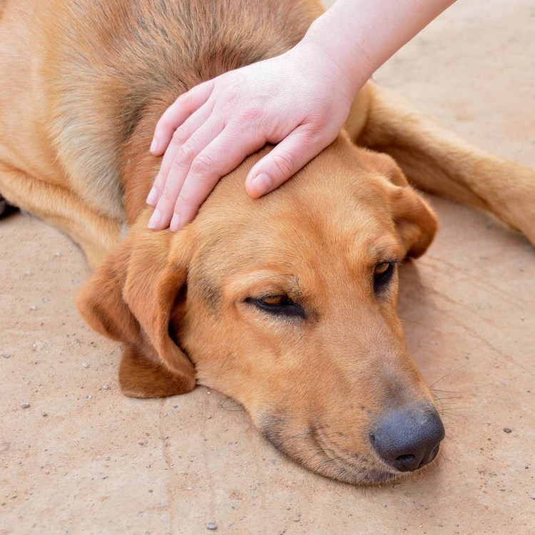 Собака лежит иллюстрация